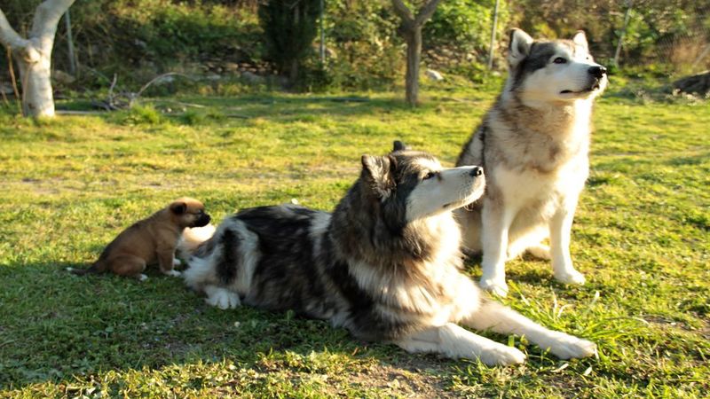 Why Animal Owners Use a Pet Resort for Dog Grooming in Elkhorn, NE
