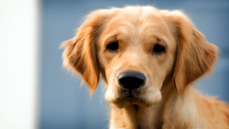 6 Ways to Find an Animal Hospital for Your Pet’s Veterinary Care