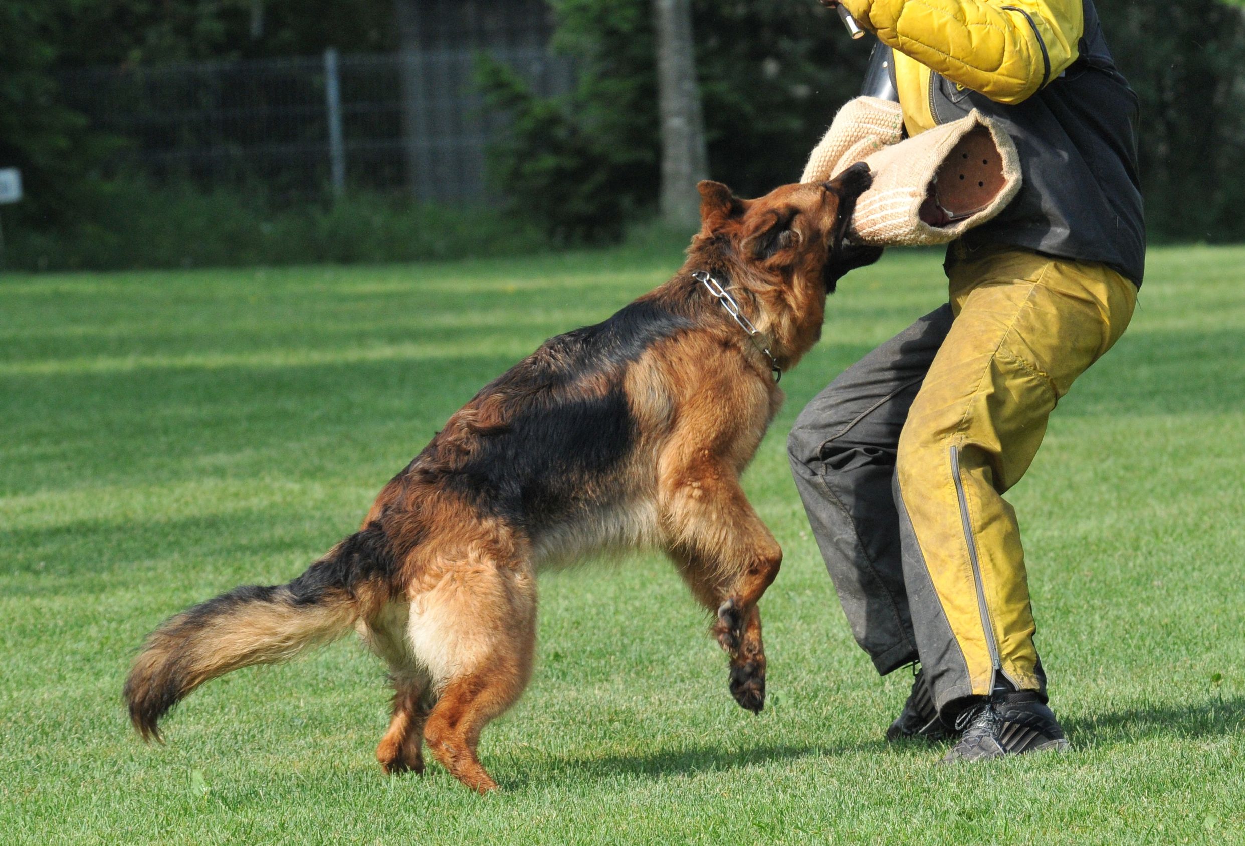 Reasons to Enroll Your Dog in a Local Doggy Day Care While You Are Away