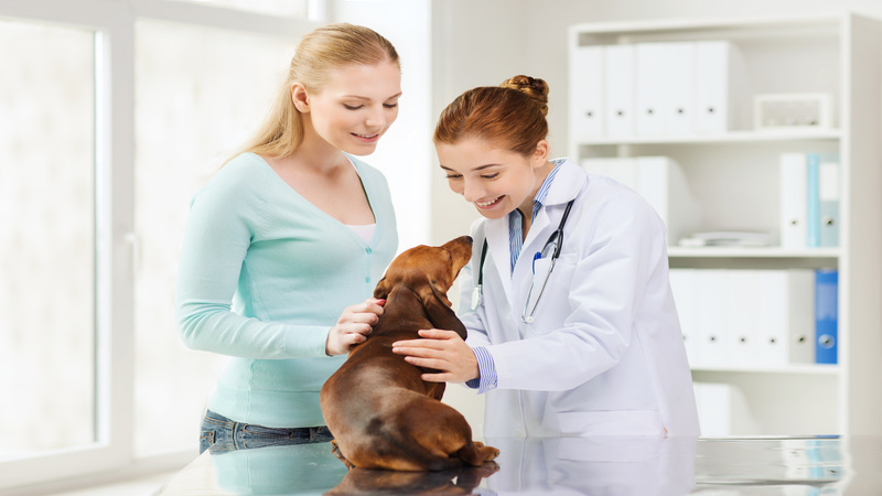 Take Advantage of Quality Veterinary Services in Bozeman, MT