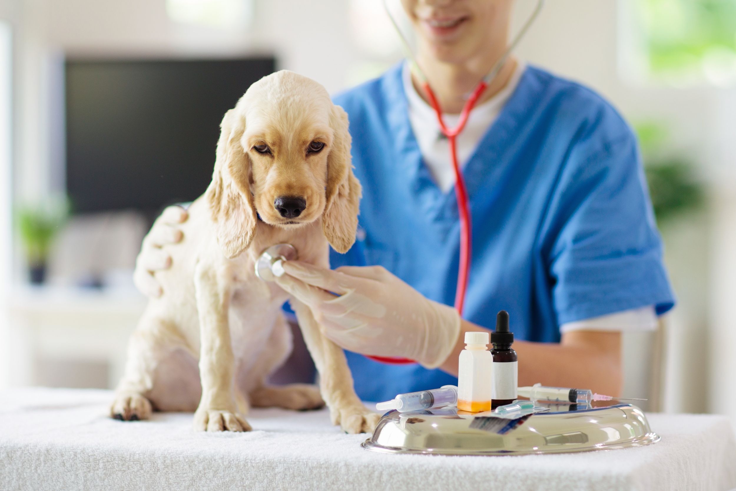 Find a Reputable Animal Medical Center in San Marcos, CA
