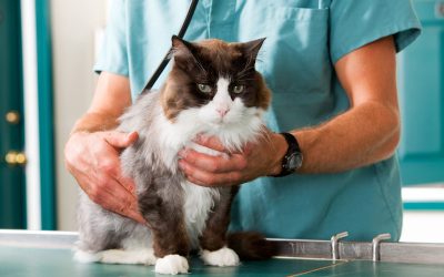 The Benefits of Choosing Pet Hospital Madison AL for Preventive Pet Health