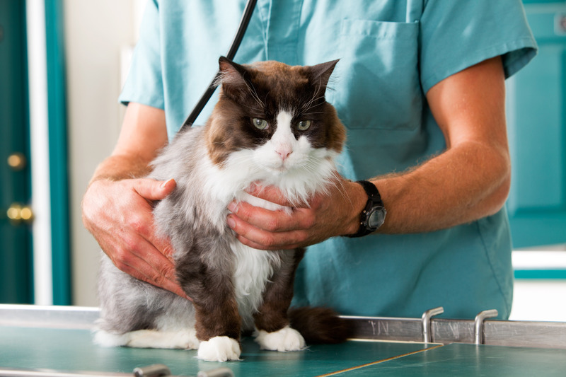 The Benefits of Choosing Pet Hospital Madison AL for Preventive Pet Health
