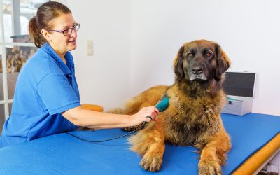 Why Busy Families Trust Pet Grooming Madison AL for Stress Free Pet Care