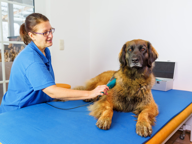 Why Busy Families Trust Pet Grooming Madison AL for Stress Free Pet Care