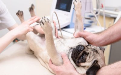 Finding Peace Of Mind At Home With Mobile PET Services For Accurate Imaging Results