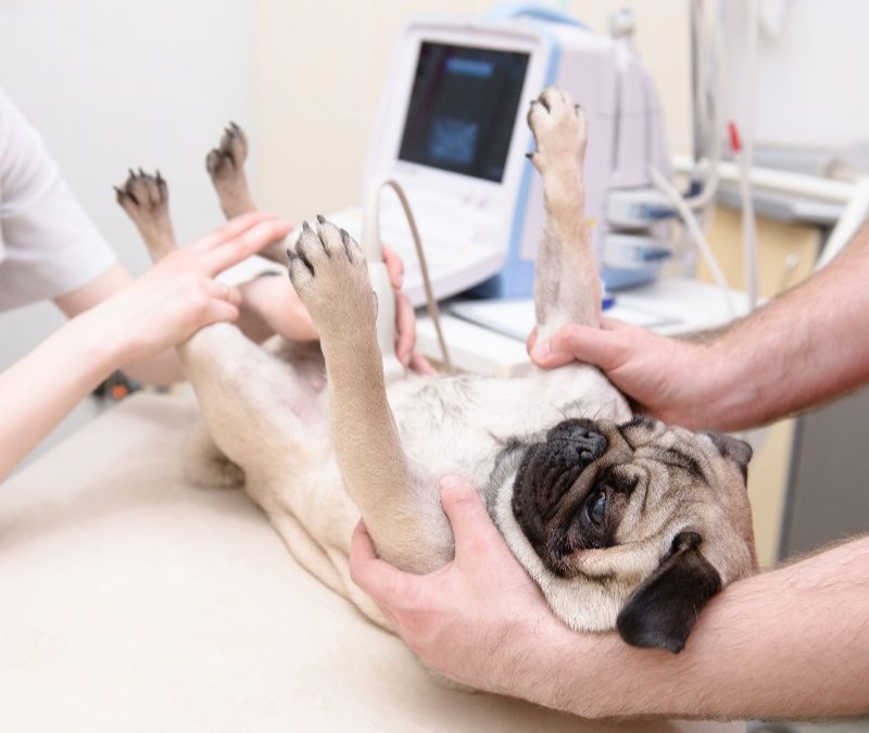 Finding Peace Of Mind At Home With Mobile PET Services For Accurate Imaging Results